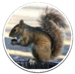 C:\Users\User\Desktop\Словник в малюнках\squirrel.jpg